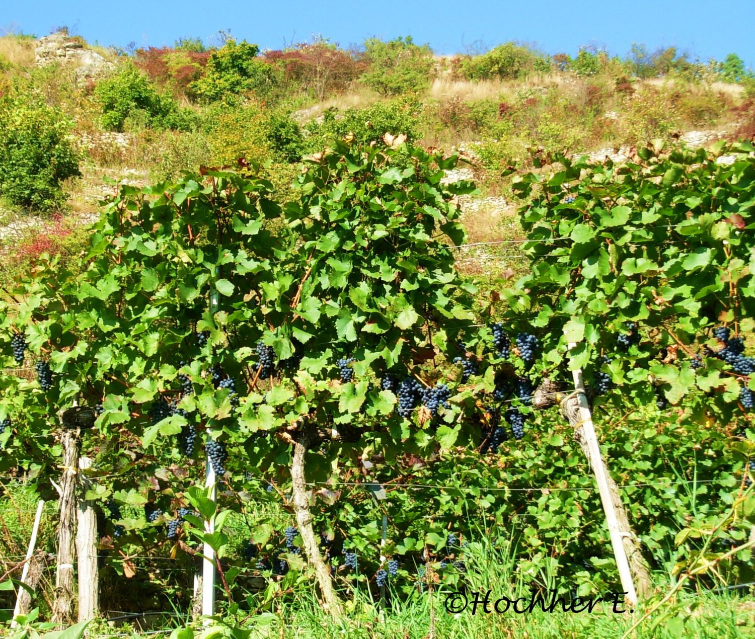 Weingarten im Herbst