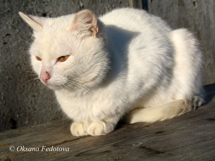 weisse Katze