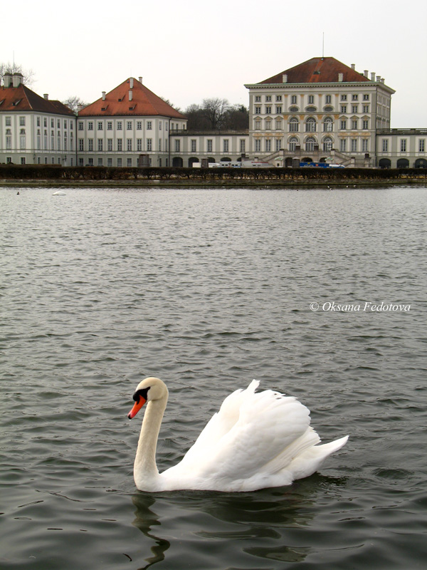 weisser Schwan und Schloss Nymphenburg