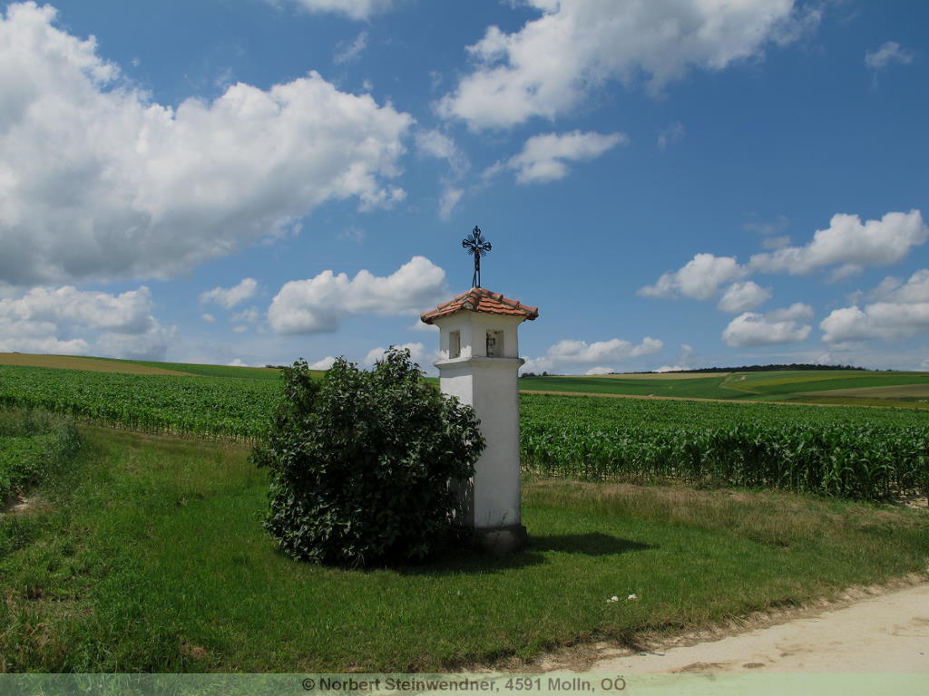 Weisses Kreuz Herzogbirbaum