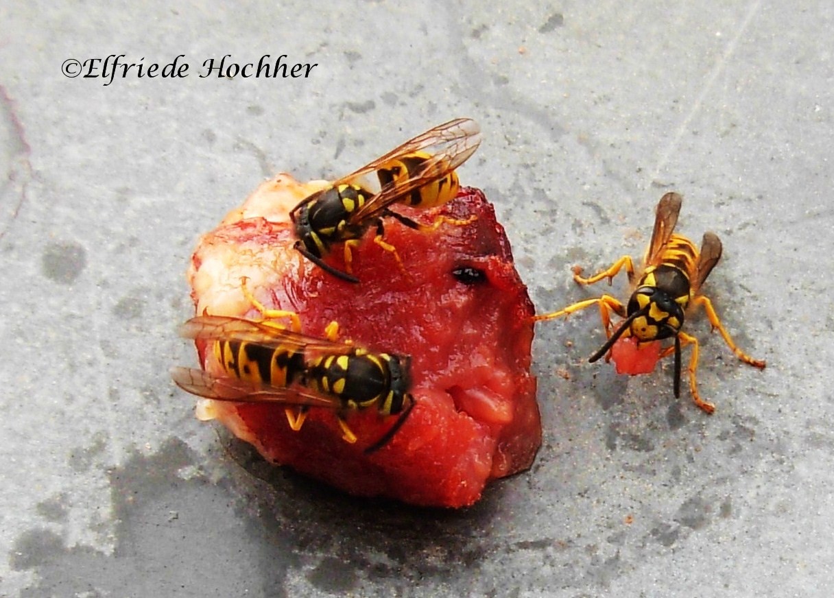 Wespen mögen nicht nur Früchte