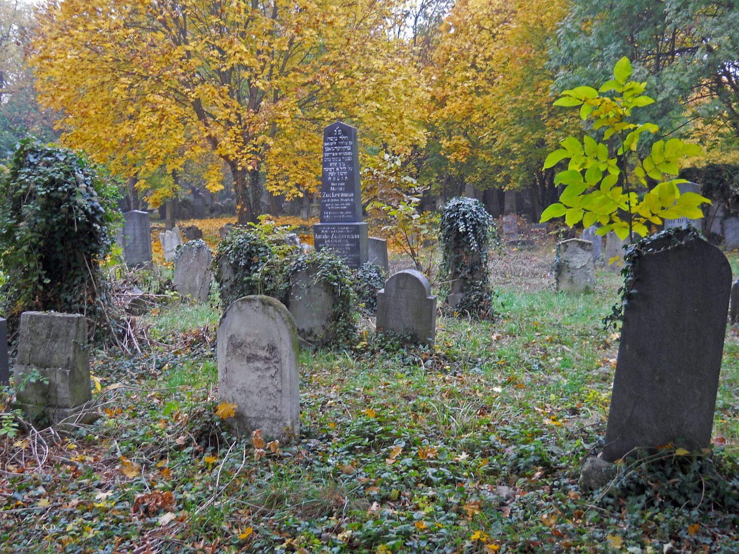 Wiener Zentralfriedhof - Jüdischer Friedhof