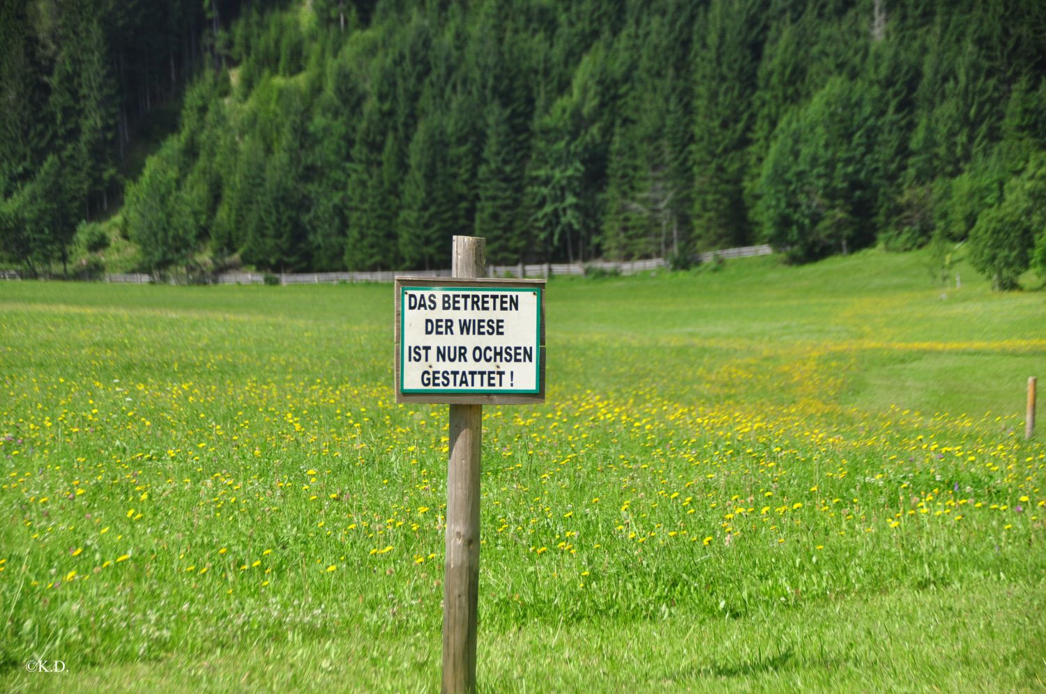 Wiese beim Bodenbauer im Bodental (Kärnten)