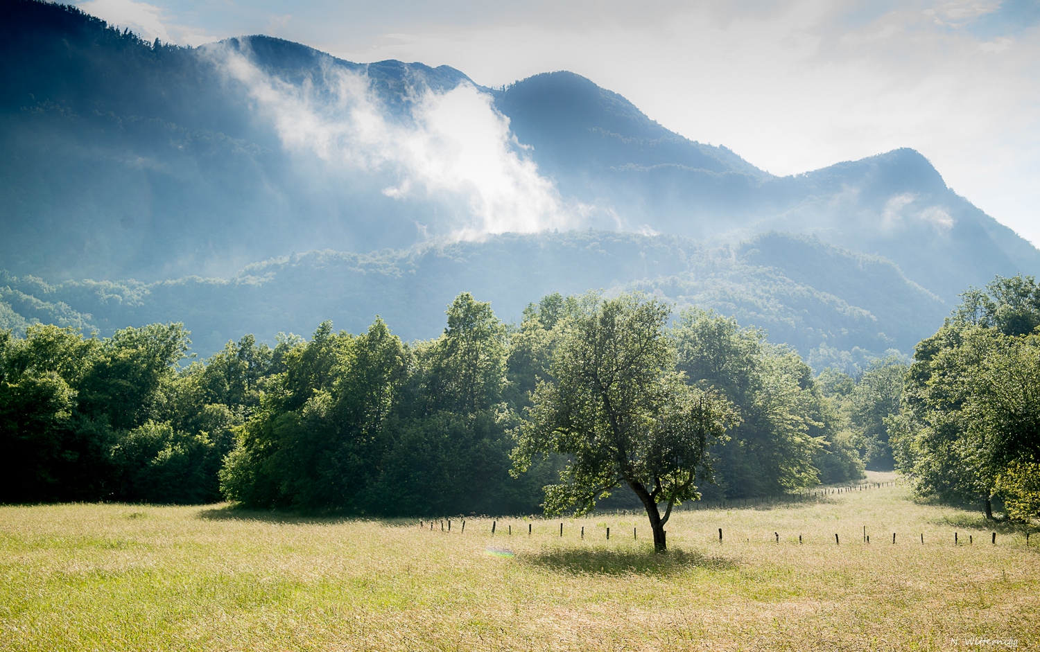 Wiese und Bäume