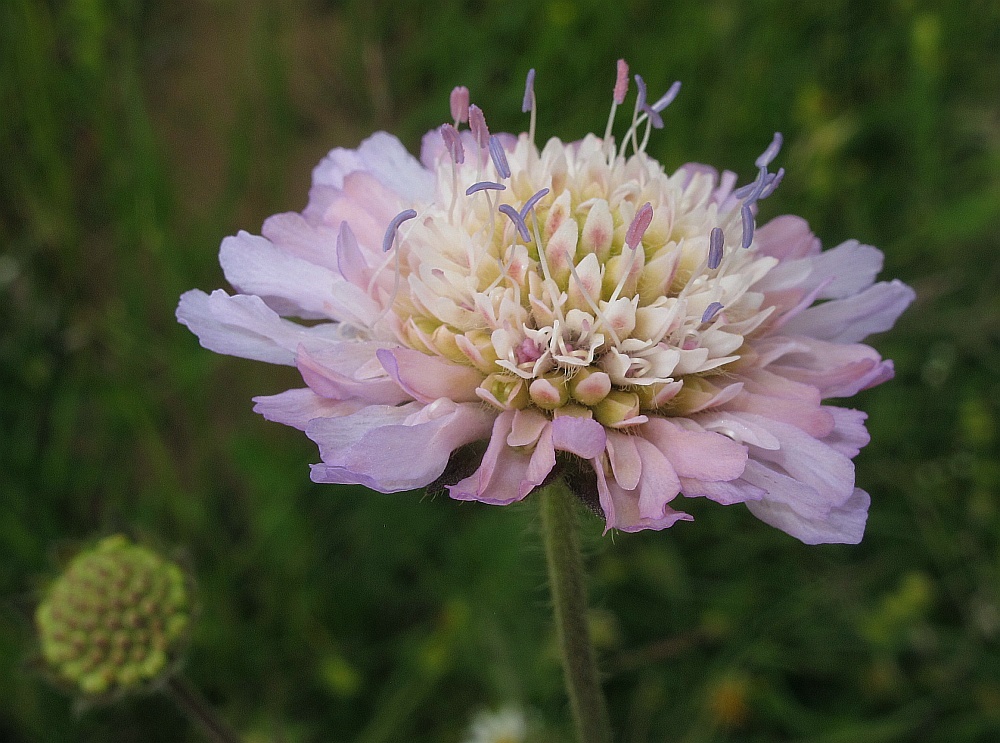 Wiesen-Witwenblume