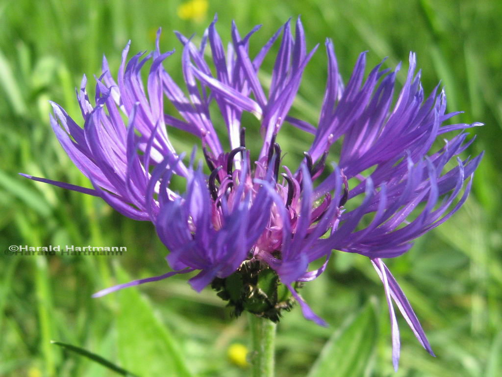 Wiesenflockenblume