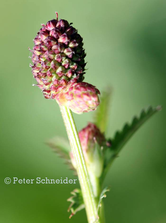 Wiesenknopf