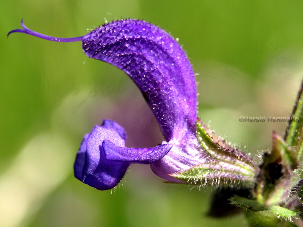 Wiesensalbei