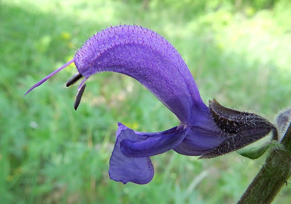 Wiesensalbei