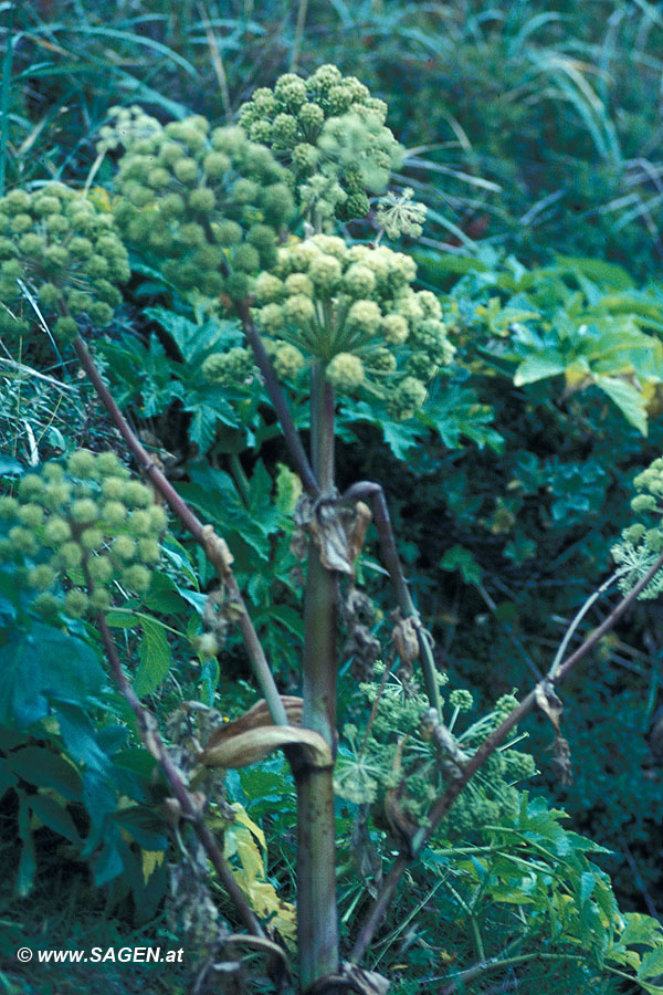 Wild-Engelwurz (Angelica sylvestris)