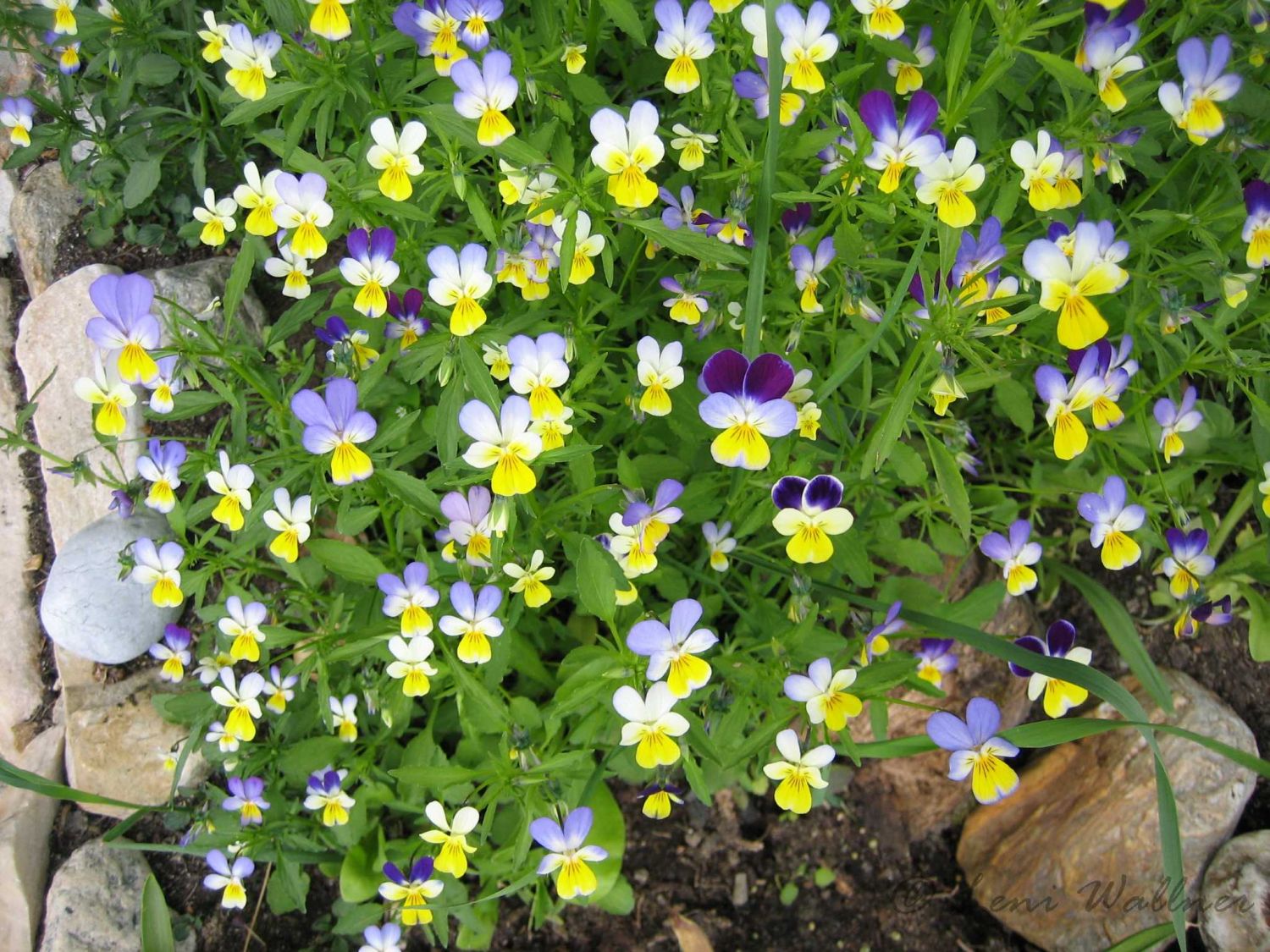 Wildes Stiefmütterchen - Viola tricolor