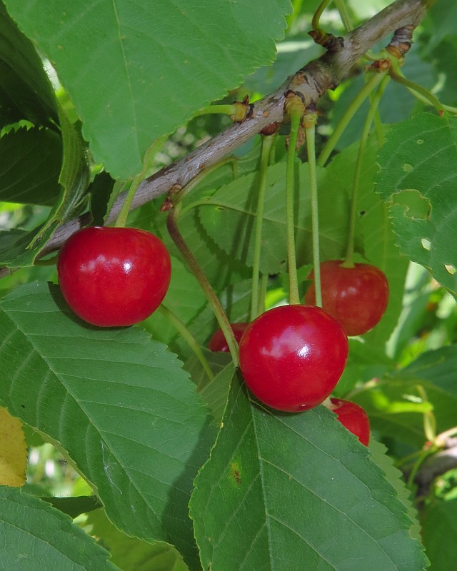 Wildkirschen