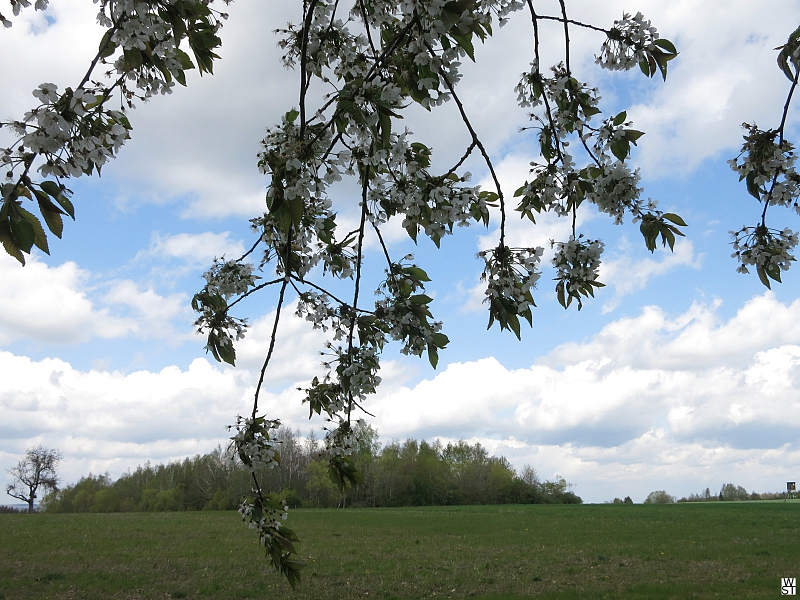 Wildkirschenblüte