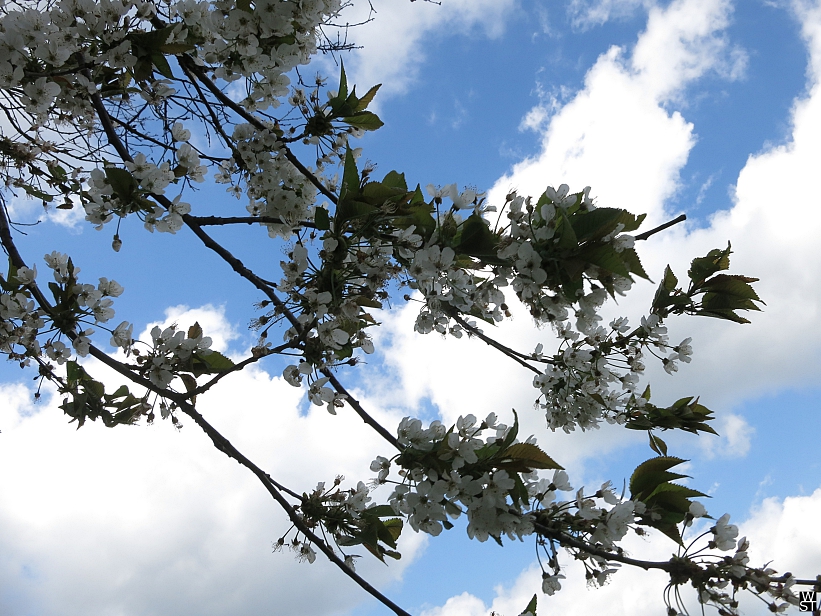 Wildkirschenblüte