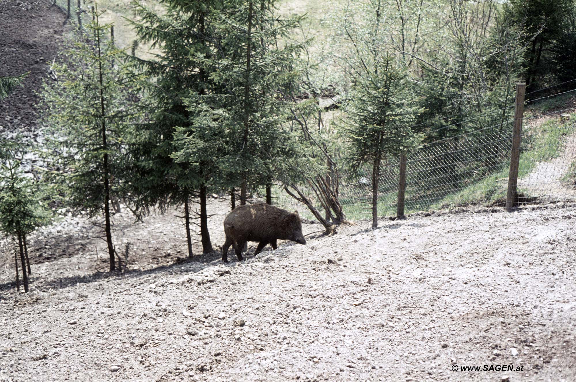 Wildschwein in Gehege