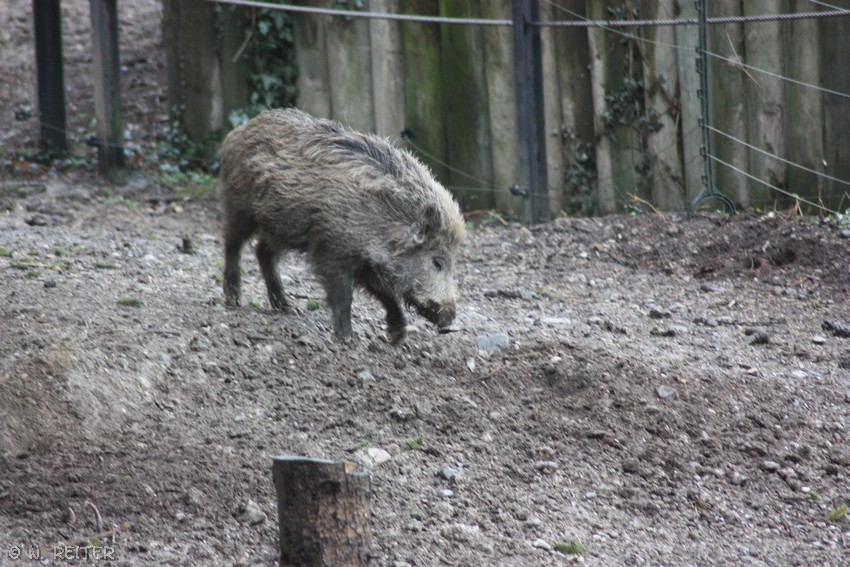 wildschwein