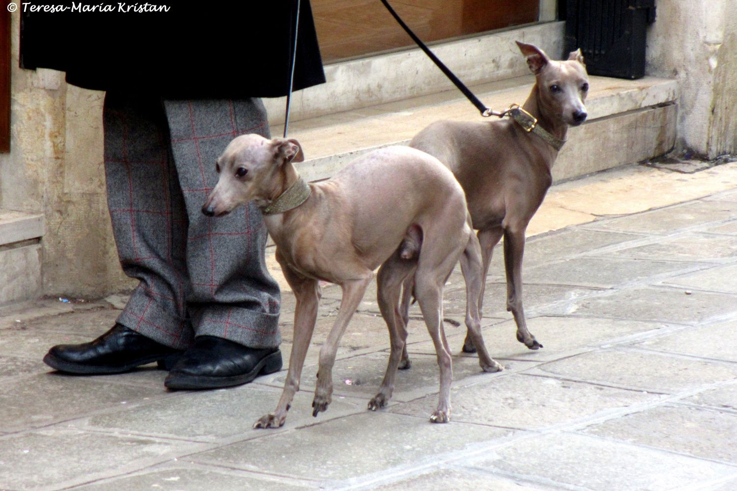 Windhunde in Venedig