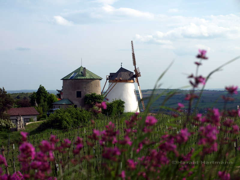 Windmühle und Johanniskraut