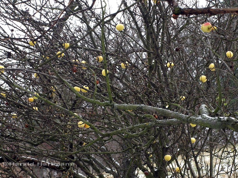 Winteräpfel