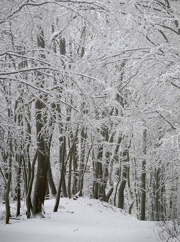 Winter im Wienerwald