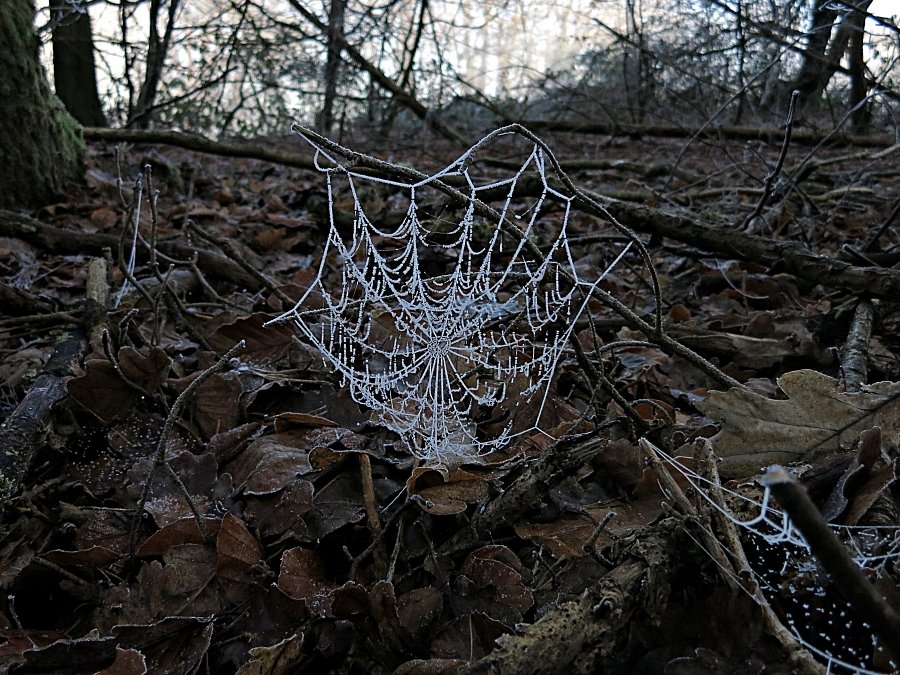 Winterliches Gespinst