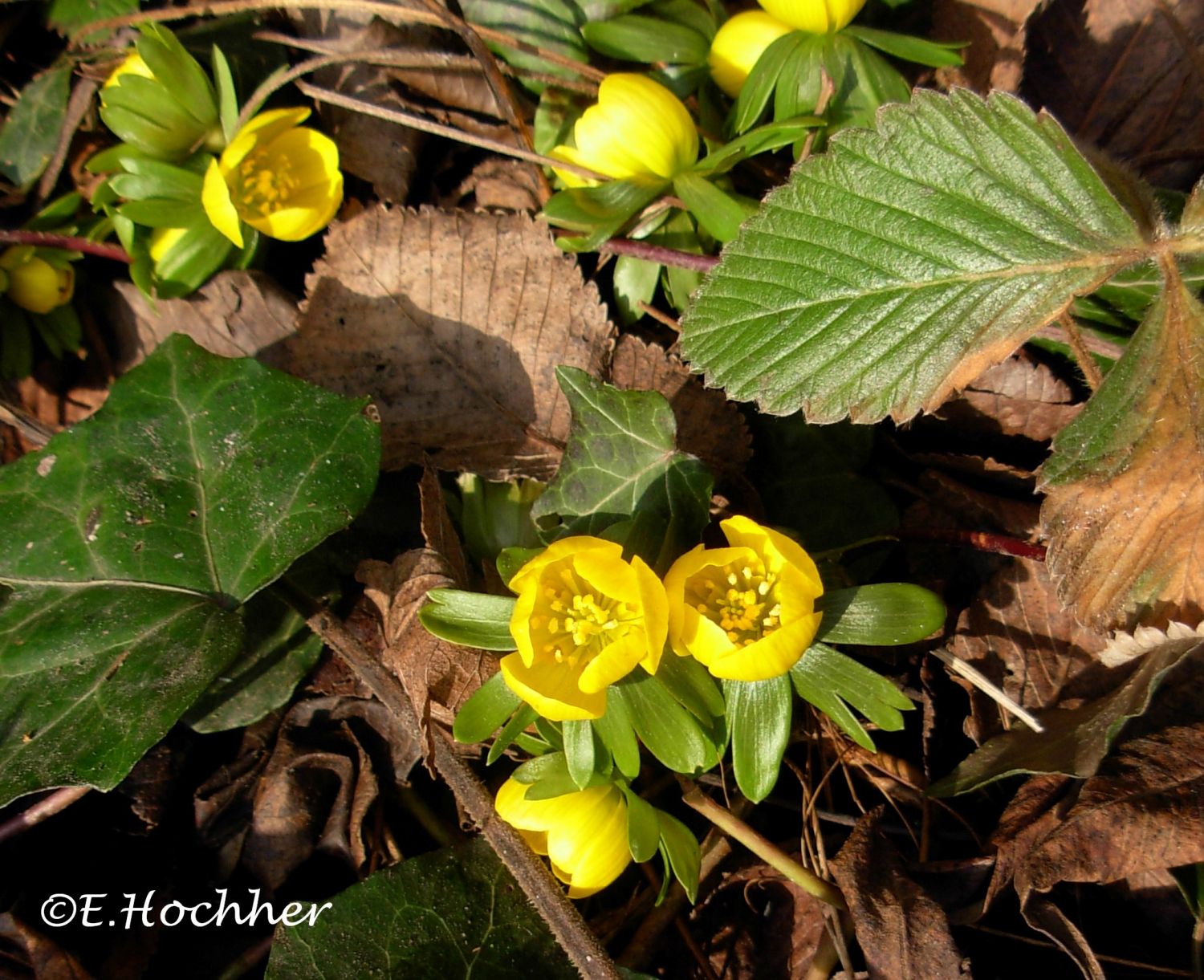 Winterling-Eranthis hyemalis