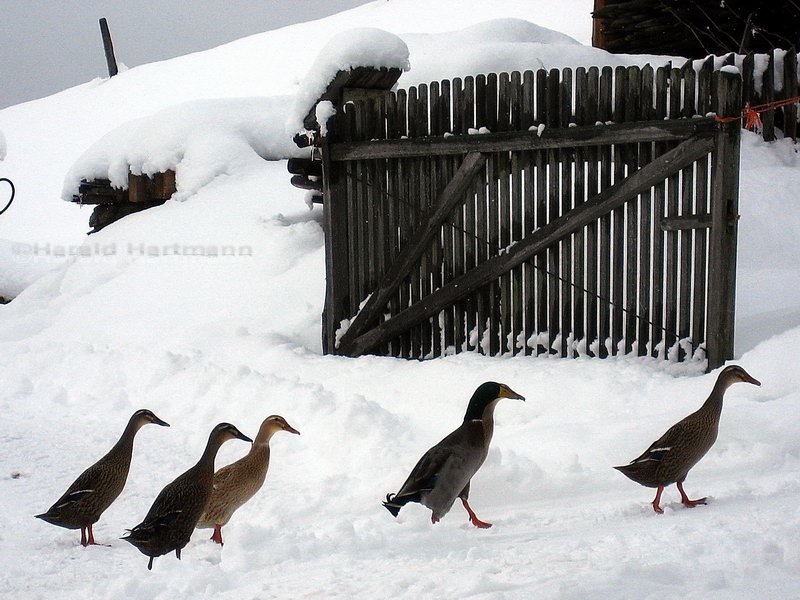 Winterspaziergang 3/3