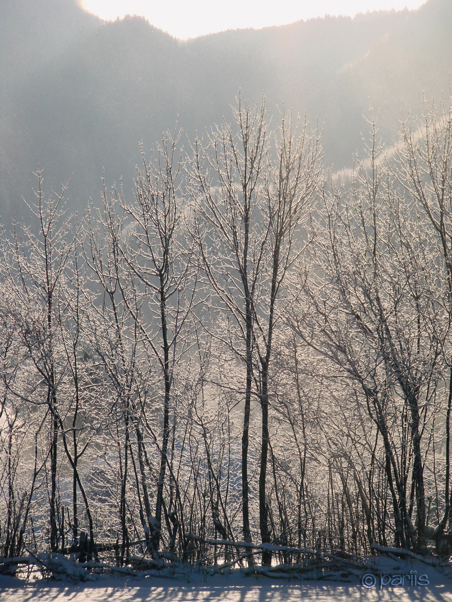 Winterzauberwald