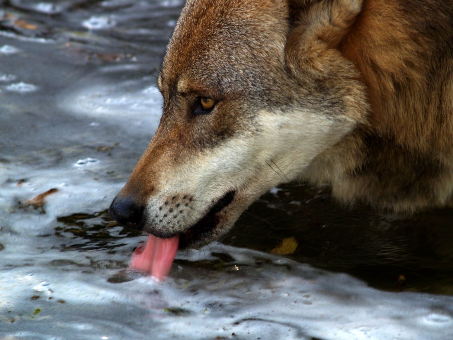 Wolf (Alpenzoo Innsbruck)