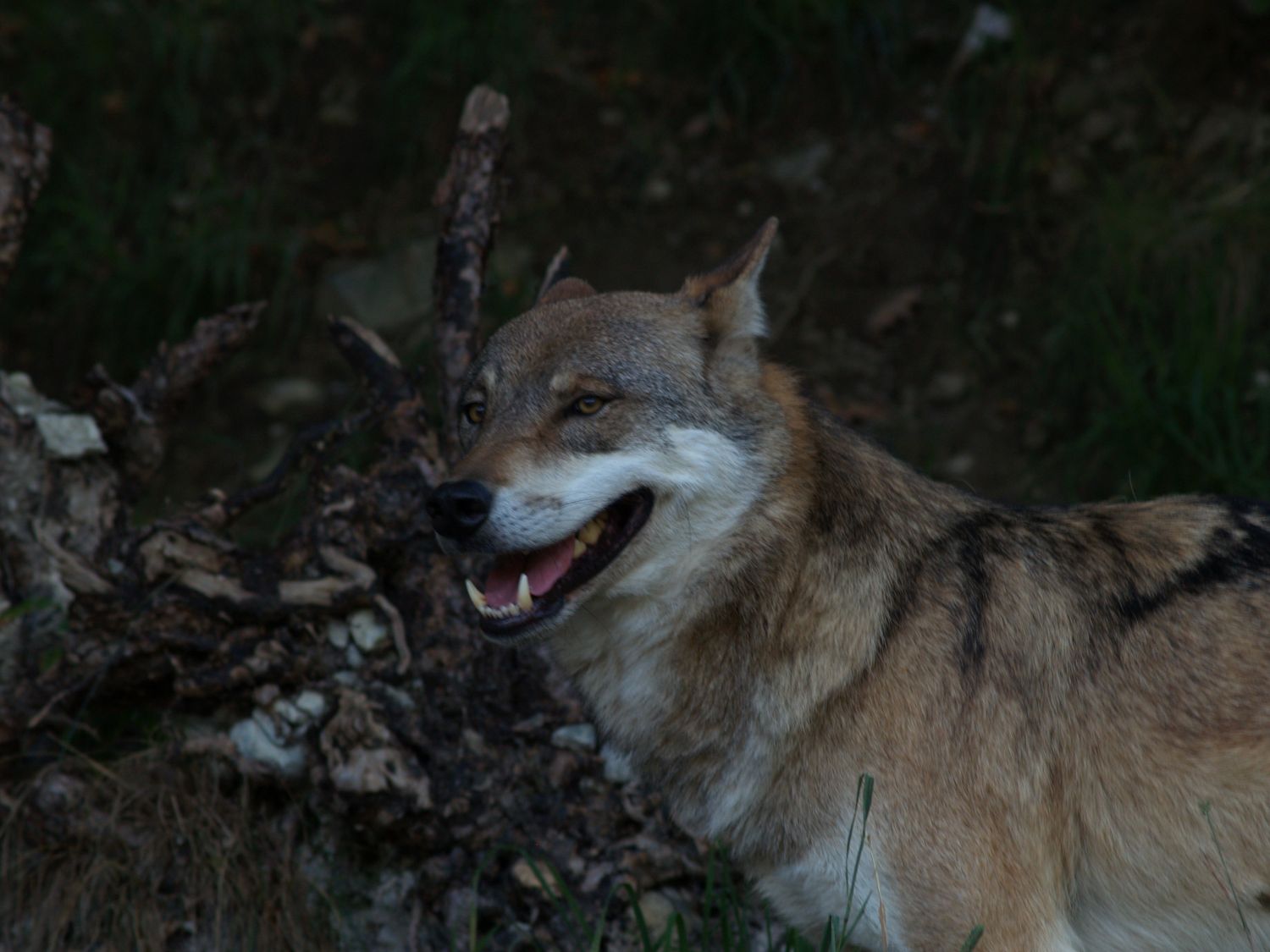 Wolf (Alpenzoo Innsbruck)