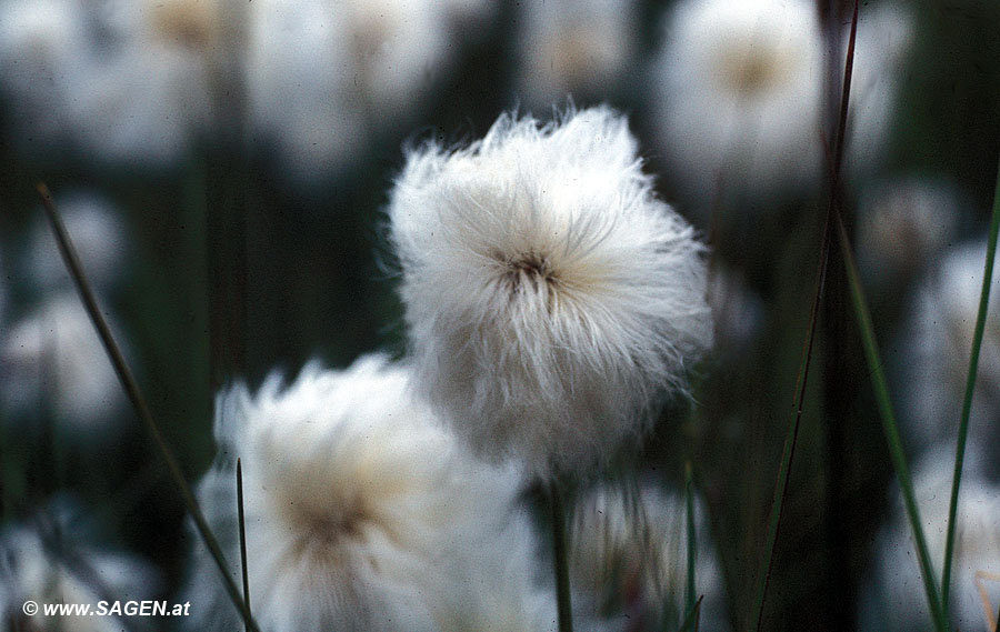 Wollgras (Eriophorum)