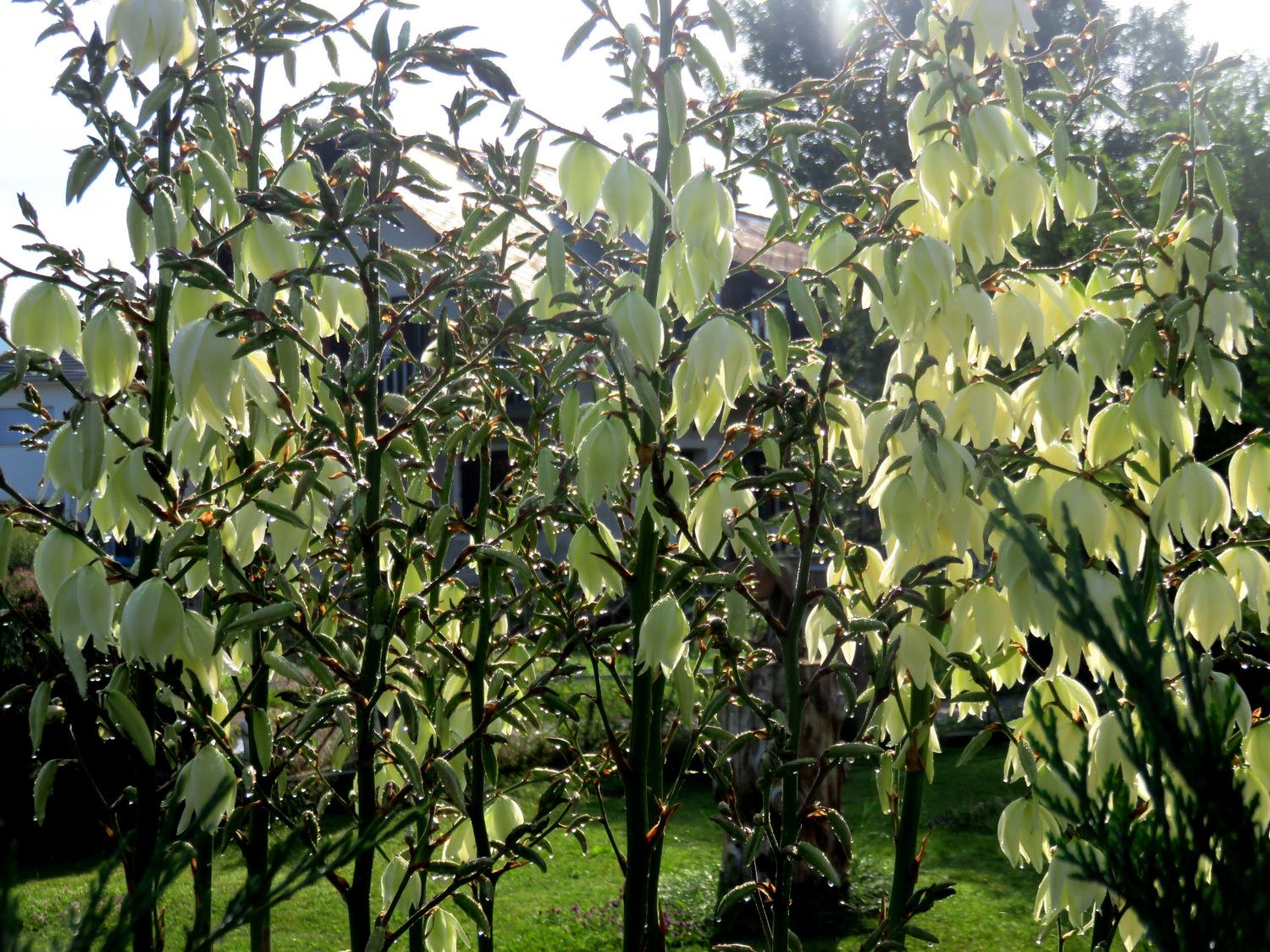 Yucca filamentosa