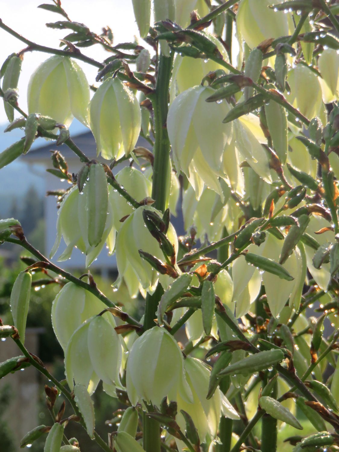 Yucca filamentosa