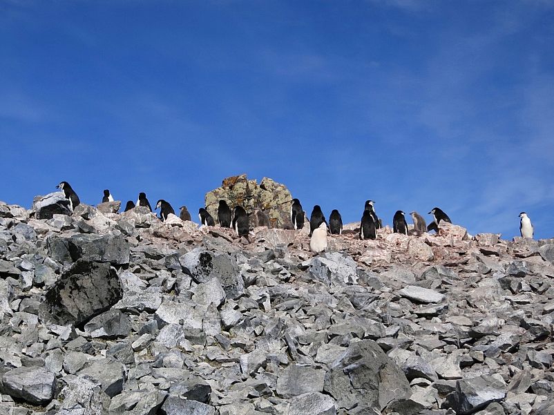 Zügelpinguine