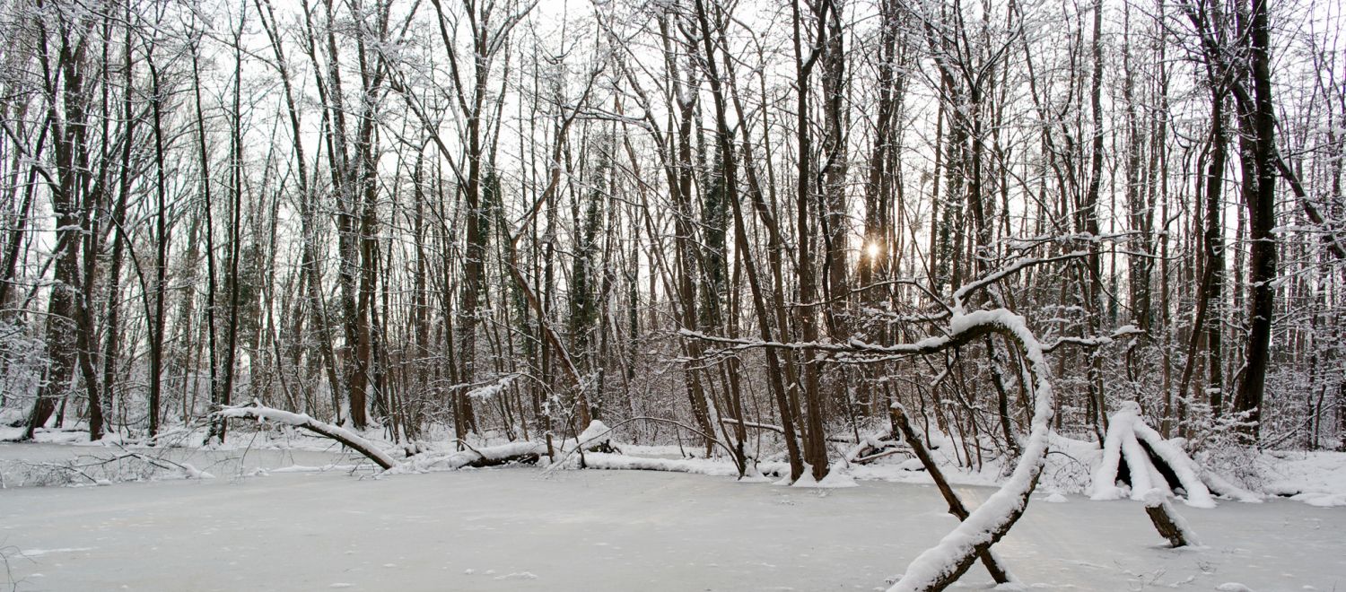 Ziegelteich und Wintersonne