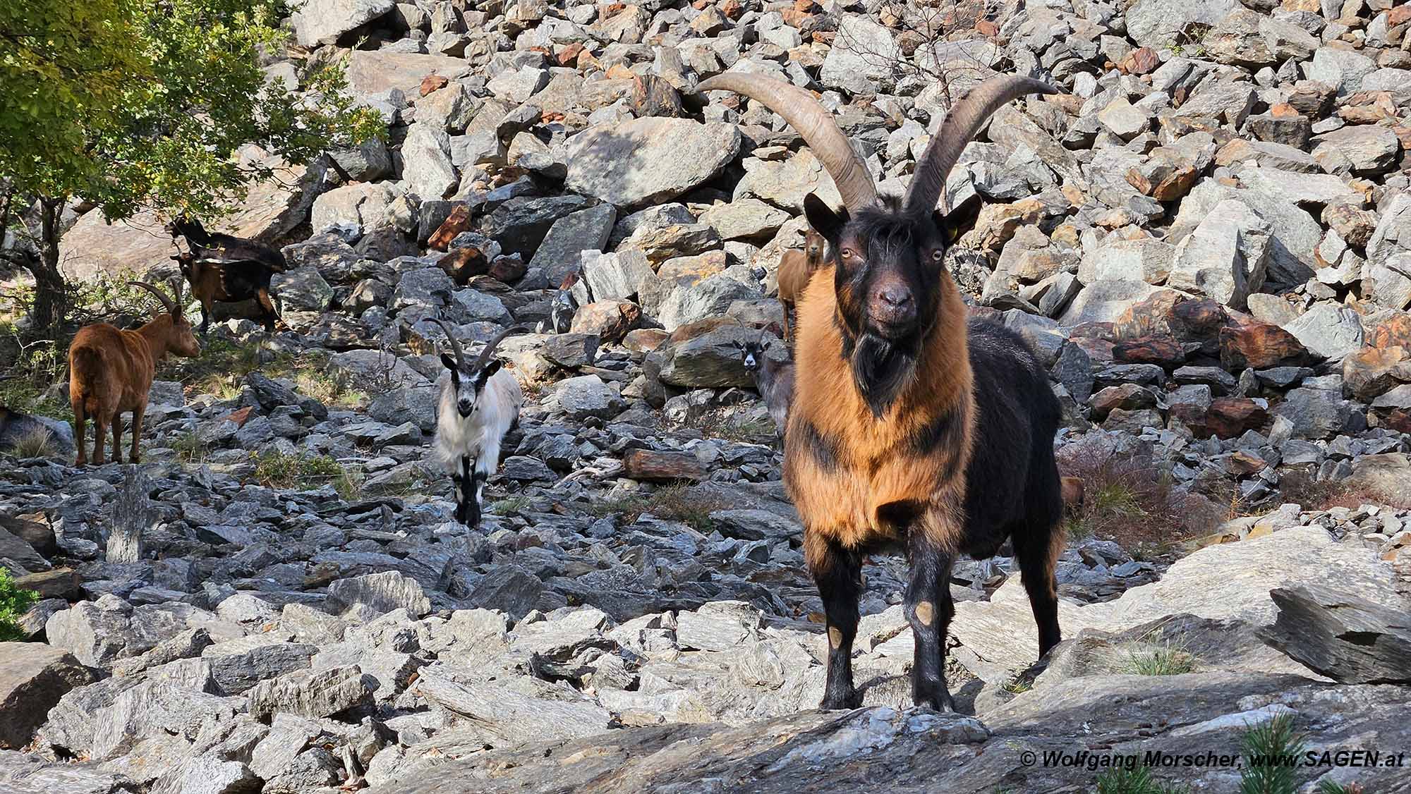 Ziegen am Naturnser Sonnenberg