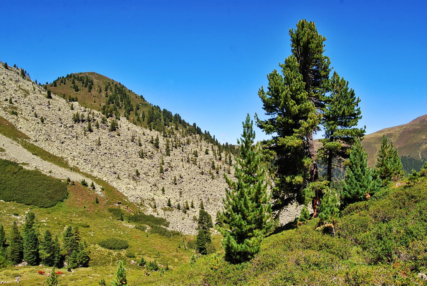 Zirbe im Wörgetal