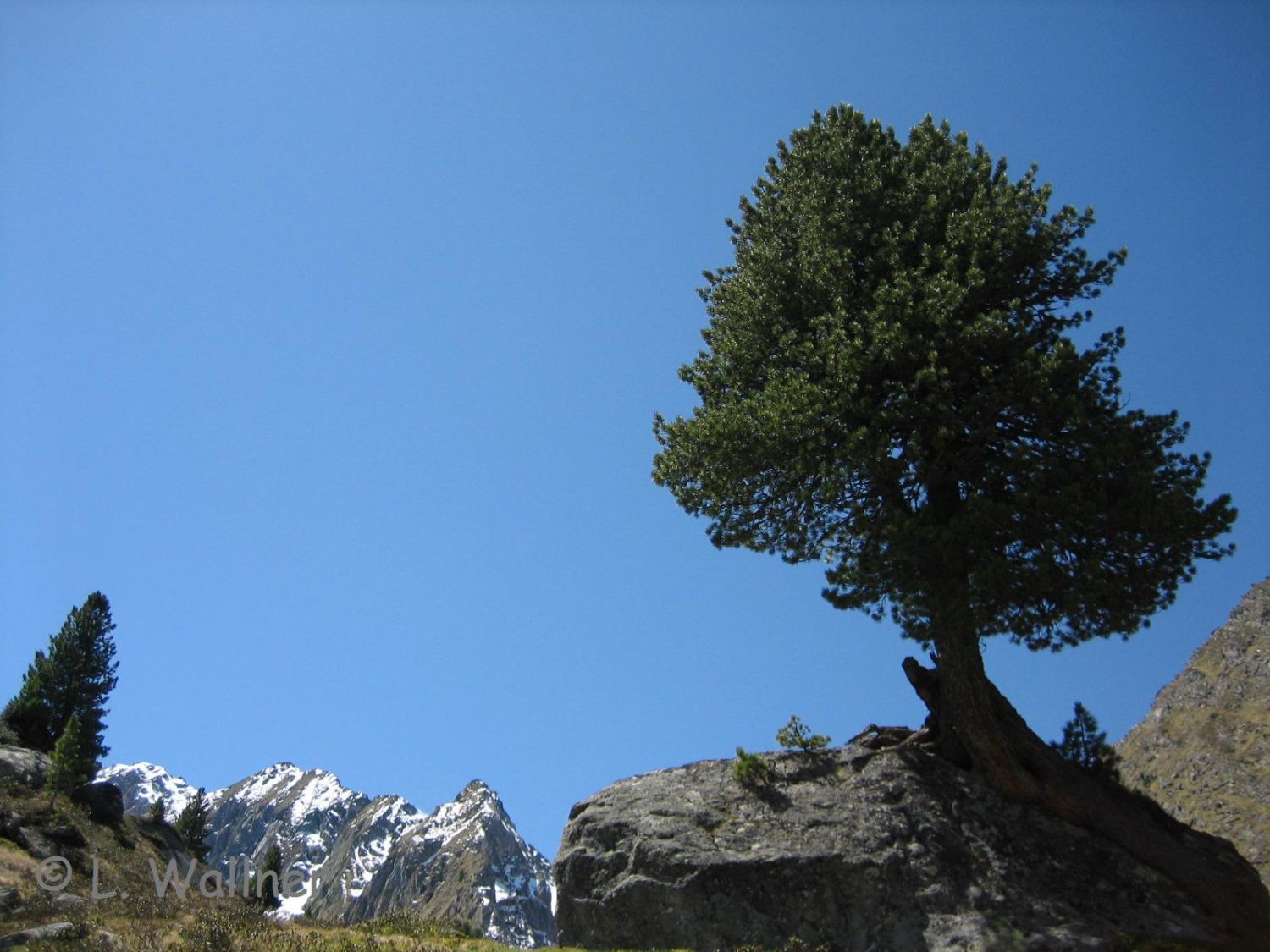 Zirbe - Pinus cembra