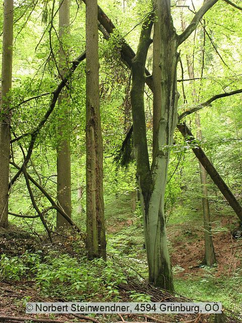 Z'klobener Stein im Kürnberger Wald