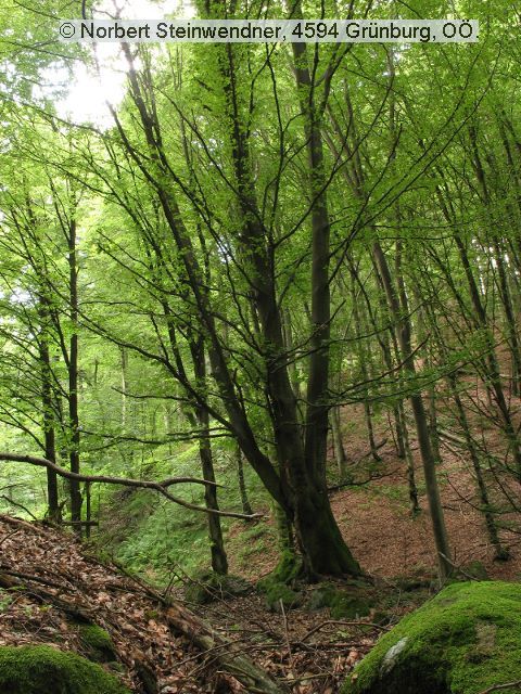 Z'klobener Stein im Kürnberger Wald