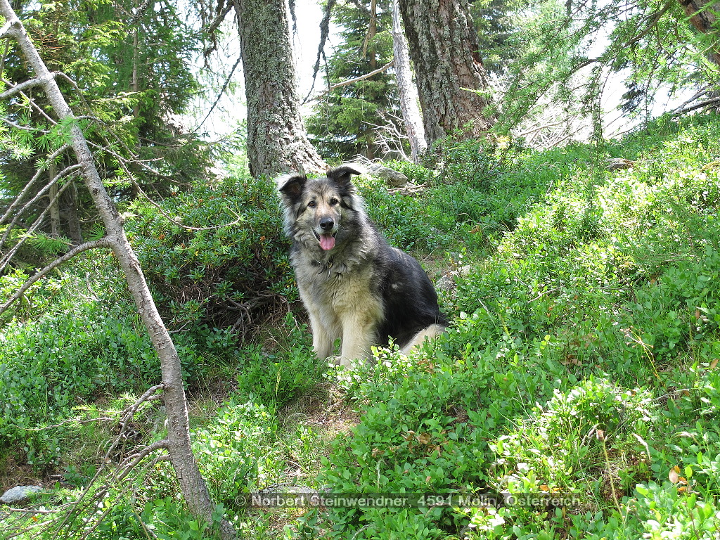 Zorra, die Rassehündin - ca. 4 Rassen  ;-)