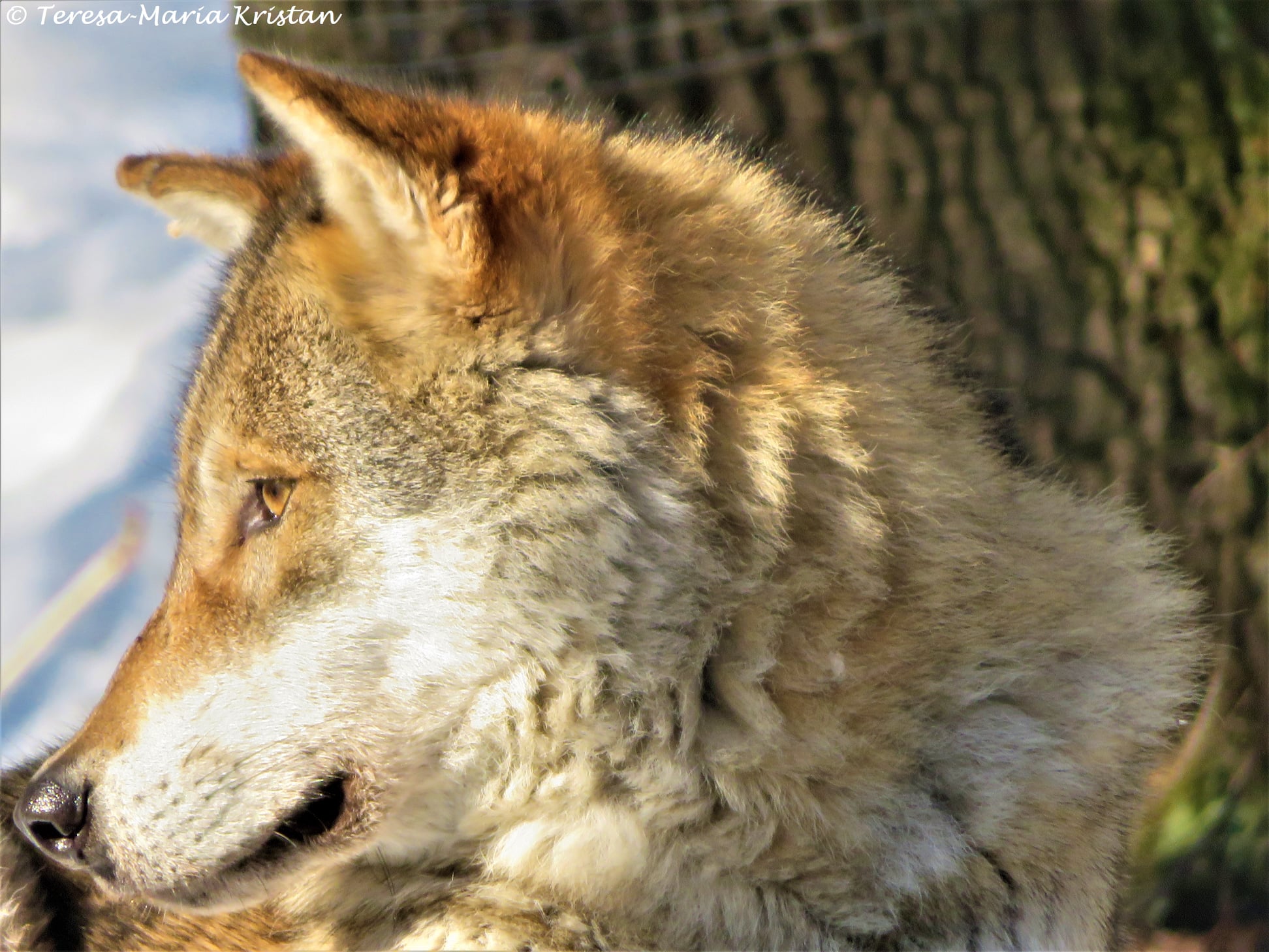 Zusammentreffen mit einem Wolf