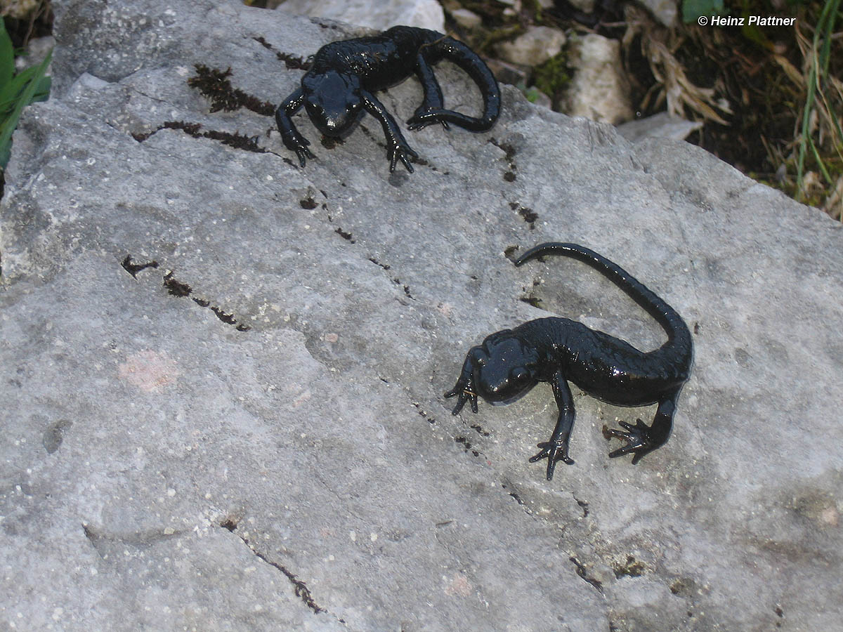 Zwei Alpensalamander