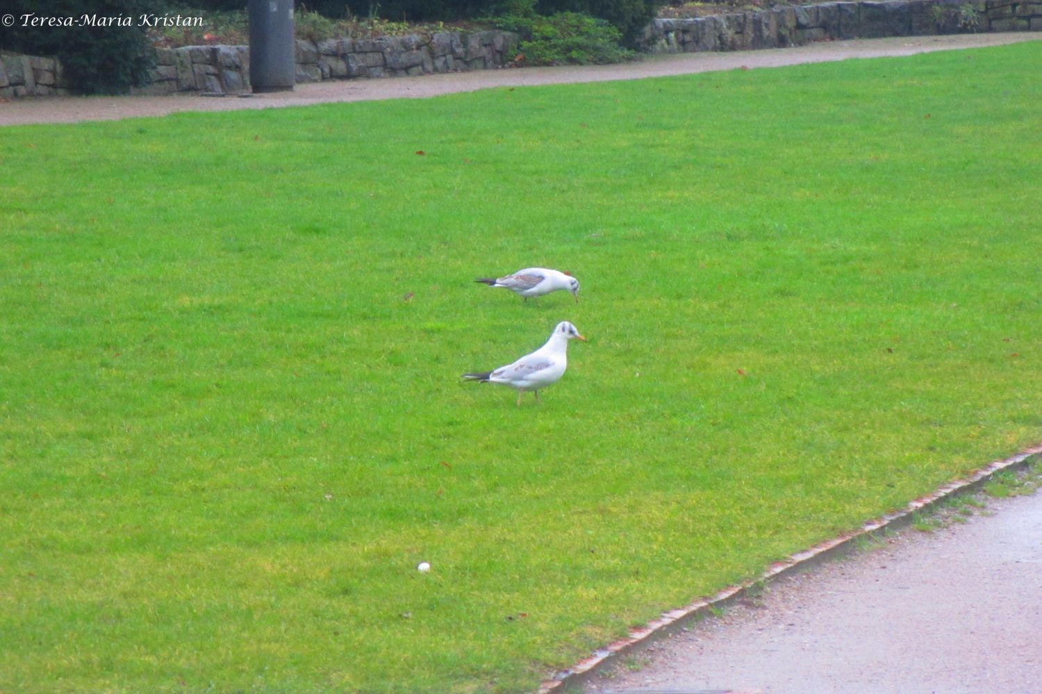 Zwei Besucher auf der Wiese beim Holstentor in Lübeck