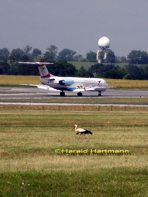 zwei Vögel