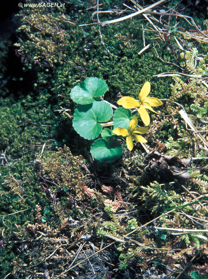 Zweiblüten-Veilchen (Viola biflora)