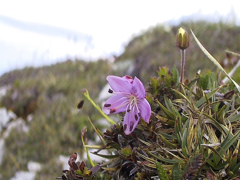 Zwergalpenrose (Rhodothamnus chamaecistus)